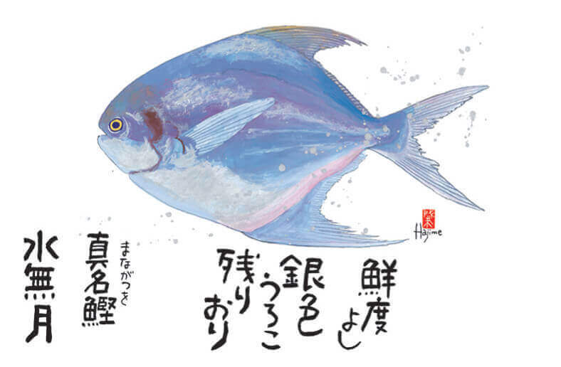 6月 マナガツオ 魚彩時記 -岡本肇- 2022年カレンダーの画像