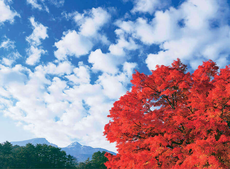 11月 紅葉とひつじ雲 SORA -空- 2022年カレンダーの画像