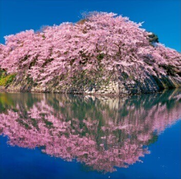 3-4月 彦根城-滋賀 美しい水辺(フィルムカレンダー) 2022年カレンダーの画像