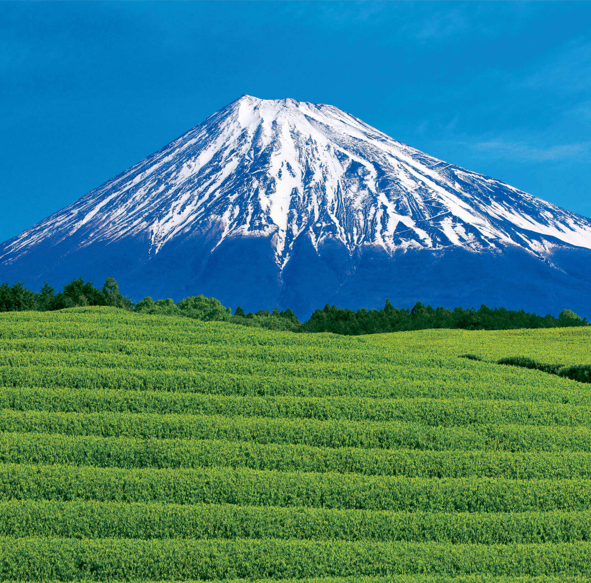 5-6月 大淵笹場より(静岡) 富士山(フィルムカレンダー) 2022年カレンダーの画像