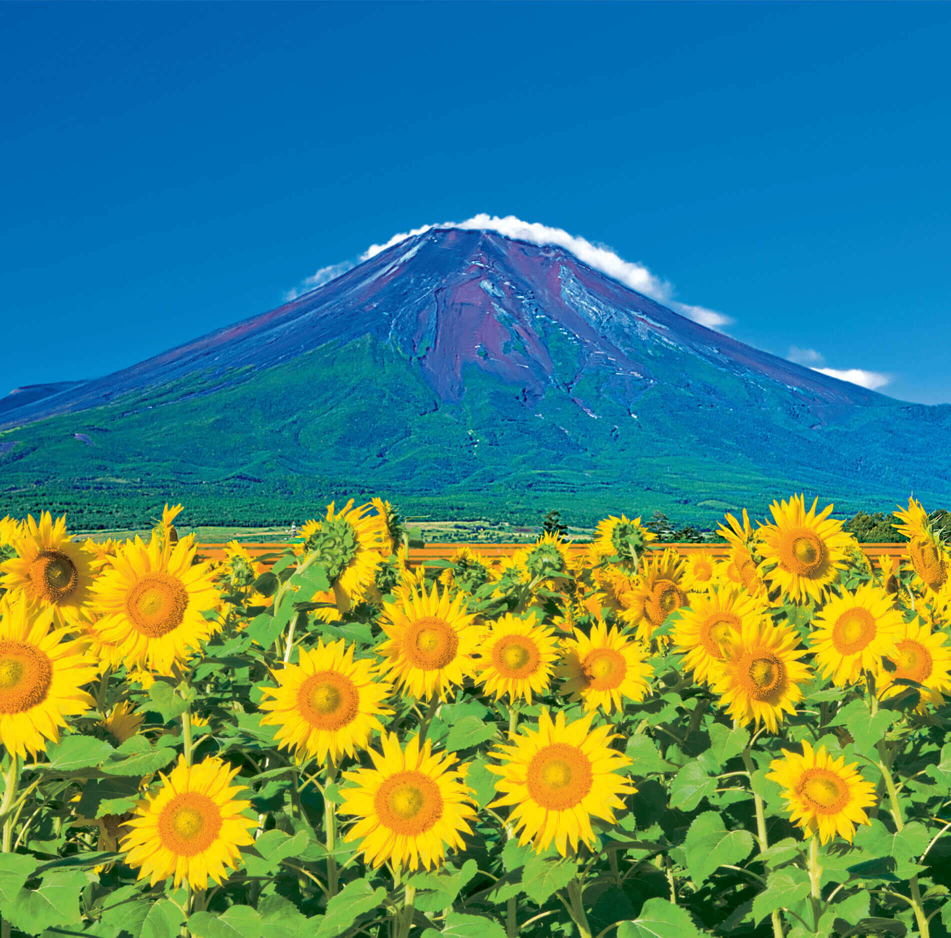7-8 山中湖村より(山梨) 富士山(フィルムカレンダー) 2022年カレンダーの画像