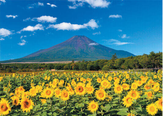 8月 ひまわりと富士山(山梨) 富士十二景 2022年カレンダーの画像