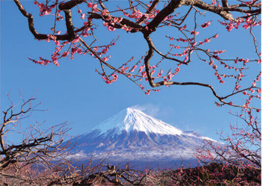2月 紅梅と富士山(静岡) 富士十二景 2022年カレンダーの画像