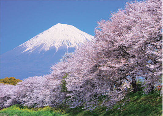 4月 龍厳淵より桜と富士山」(静岡) 富士十二景 2022年カレンダーの画像