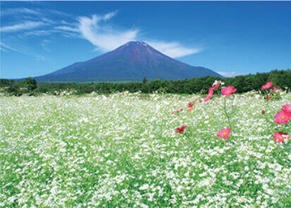 6月 山中湖よりかすみ草と富士山(山梨) 富士十二景 2022年カレンダーの画像