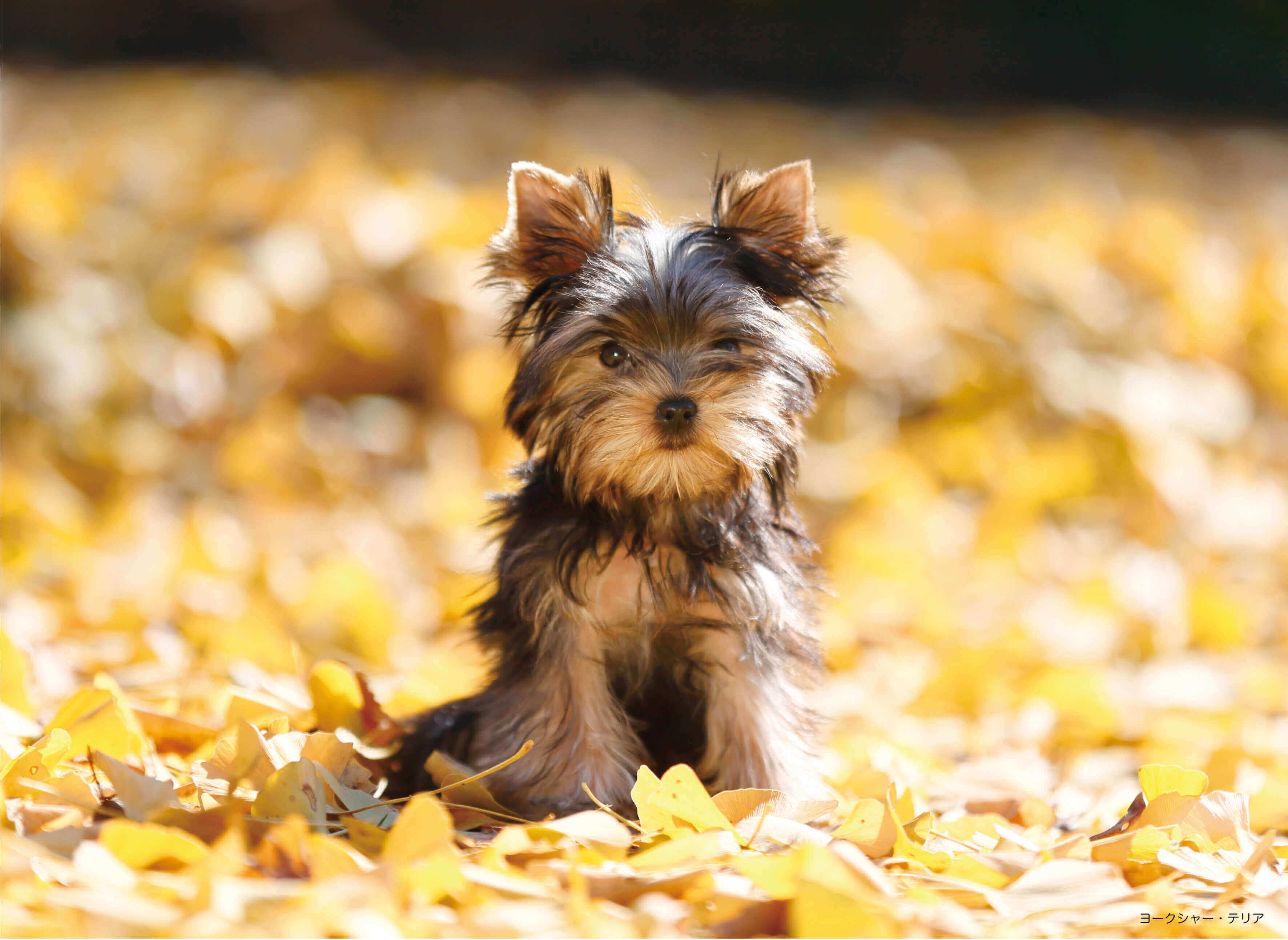 The調節可能なバンドバングルブレスレットfeaturing The Yorkshire Terrier