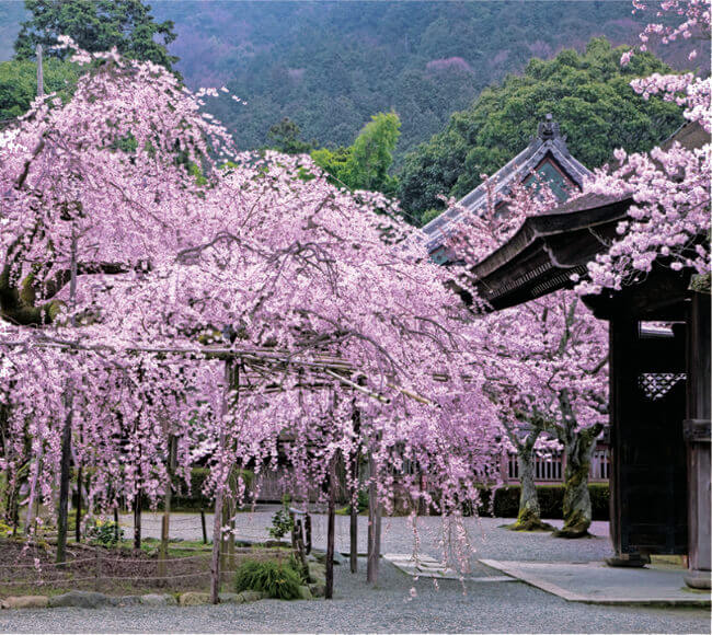 3月 毘沙門堂(京都) 日本の美 2023年カレンダーの画像