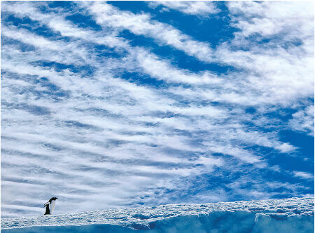 2月 ペンギンと一面のすじ雲 SORA -空- 2023年カレンダーの画像