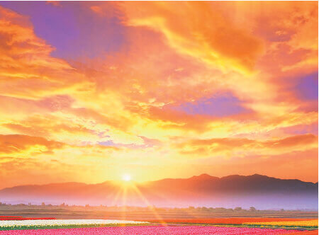 4月 朝日に染まるチューリップ畑 SORA -空- 2023年カレンダーの画像