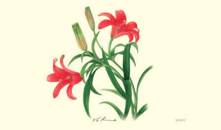 Nk 64 ボタニカルアート 23年カレンダー 佐々木正子のアート作品