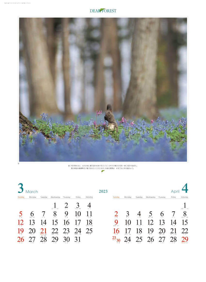 3/4月 エゾリス ディアフォレスト 2023年カレンダーの画像