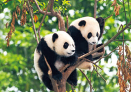 Sp 84 世界動物遺産 23年カレンダー 希少種の動物写真を集めたカレンダー