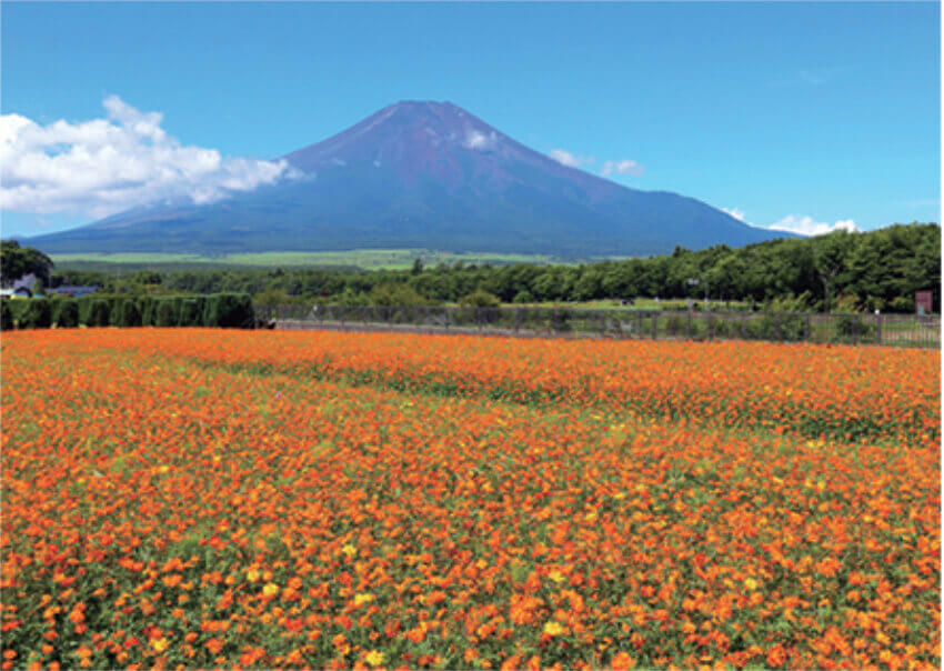 9月 花の都公園より(山梨県) 富士十二景 2023年カレンダーの画像