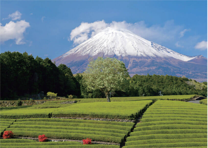 4月 茶畑と富士山(静岡県) 富士十二景 2023年カレンダーの画像