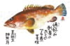  魚彩時記 2024年カレンダーの画像