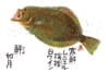  魚彩時記 2024年カレンダーの画像