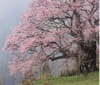 4月「醍醐桜(岡山)」 日本の朝 2024年カレンダーの画像