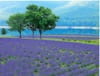 7月　かなやま湖(北海道) ザ・日本 2024年カレンダーの画像