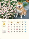  柴犬まるとおさんぽ 2024年カレンダーの画像
