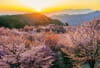 4月　桜峠(福島) 輝く太陽 2024年カレンダーの画像