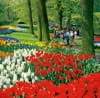 3/4月　キューケンホフ公園(オランダ) ワイドヨーロッパ(フィルムカレンダー) 2024年カレンダーの画像