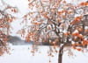 11/12月　只見線：会津若松～小出(福島/新潟) ローカル線紀行 2024年カレンダーの画像