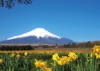 3月　水仙と富士山(山梨) 富士十二景 2024年カレンダーの画像