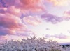  SORA -空- 2025年カレンダーの画像