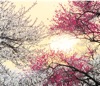 3月	吉野梅郷（東京） 日本の朝 2025年カレンダーの画像