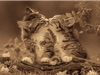  ハローキャッツ 2025年カレンダーの画像