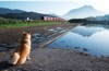  柴犬まるとおさんぽ 2025年カレンダーの画像