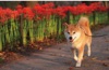  柴犬まるとおさんぽ 2025年カレンダーの画像