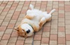  柴犬まるとおさんぽ 2025年カレンダーの画像