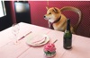  柴犬まるとおさんぽ 2025年カレンダーの画像