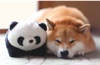  柴犬まるとおさんぽ 2025年カレンダーの画像