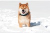  柴犬まるとおさんぽ 2025年カレンダーの画像