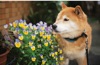  柴犬まるとおさんぽ 2025年カレンダーの画像