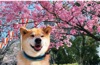 柴犬まるとおさんぽ 2025年カレンダーの画像