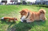  柴犬まるとおさんぽ 2025年カレンダーの画像