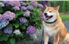  柴犬まるとおさんぽ 2025年カレンダーの画像