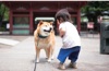  柴犬まるとおさんぽ 2025年カレンダーの画像