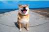  柴犬まるとおさんぽ 2025年カレンダーの画像