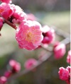 1/2月　コウバイ 花 (Flower Scene) 2025年カレンダーの画像