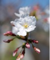 3/4月　サクラ 花 (Flower Scene) 2025年カレンダーの画像