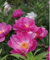 5/6月　シャクヤク 花 (Flower Scene) 2025年カレンダーの画像