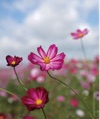 9/10月　コスモス 花 (Flower Scene) 2025年カレンダーの画像