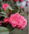 11/12月	ツバキ 花 (Flower Scene) 2025年カレンダーの画像