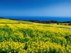 2/3月　あわじ花さじき(兵庫) 彩り日本(12月はじまり) 2025年カレンダーの画像