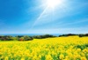 4月	あわじ花さじき（兵庫） 輝く太陽 2025年カレンダーの画像
