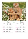 ブリティッシュ・ショートヘア マイスウィーティーキャット 2025年カレンダーの画像